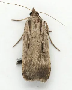 Alfalfa Looper Moth thumbnail 2