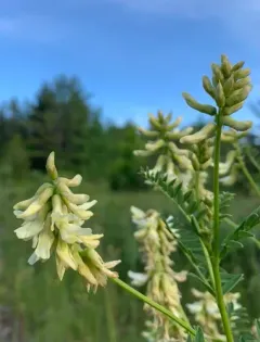 Cooper's Milkvetch thumbnail 3