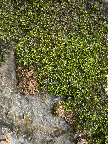 River Scalewort