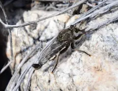 Okanagan Hammertail thumbnail 4
