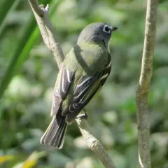 Blue-headed Vireo thumbnail 2