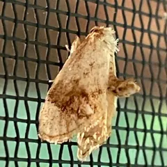 Jeweled Tailed Slug Moth thumbnail 4