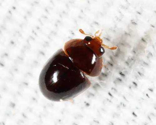 Acylomus ergoti
