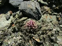 Alaska Rockjasmine thumbnail 3