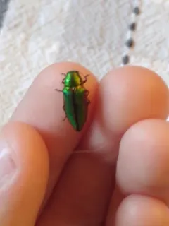 Buprestis salisburyensis thumbnail 3