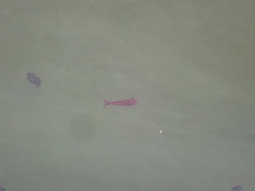 Cherry Shrimp