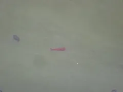 Cherry Shrimp thumbnail 1