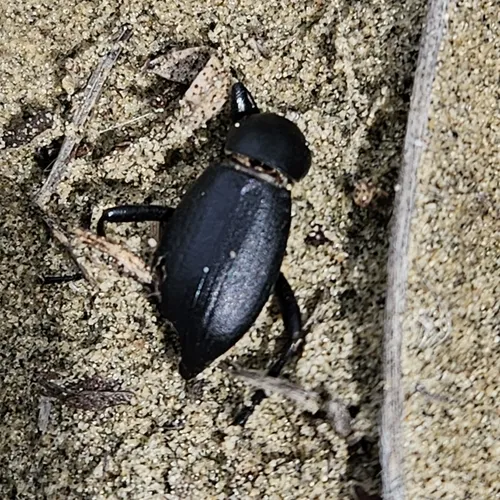 Extricated Darkling Beetle