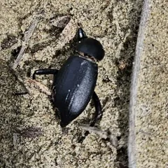 Extricated Darkling Beetle thumbnail 1