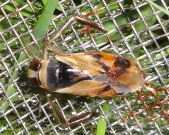 Notonecta insulata thumbnail 3