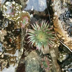 Aggregating Anemone thumbnail 2