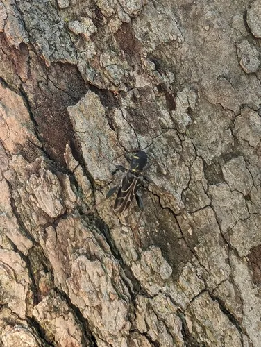 Xylotrechus convergens