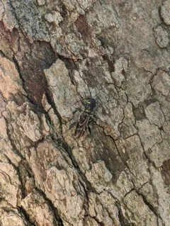 Xylotrechus convergens thumbnail 1