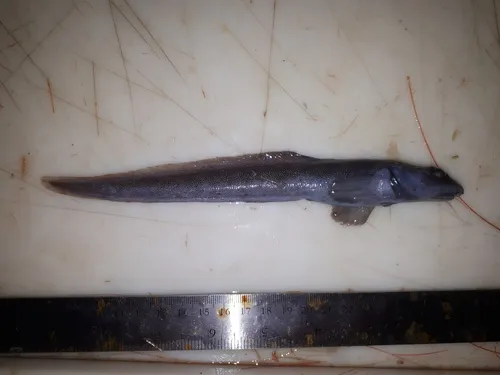 Paamiut eelpout