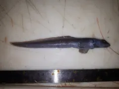 Paamiut eelpout thumbnail 1