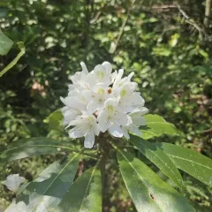great rhododendron thumbnail 3