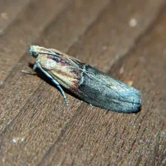 Yellow-shouldered Leafroller thumbnail 3