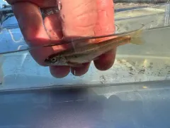 Allegheny Pearl Dace thumbnail 3