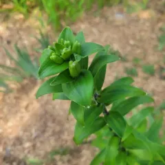 tiger lily thumbnail 4