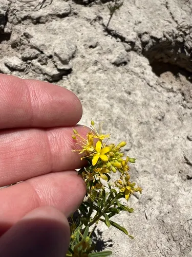 Slender Cleomella