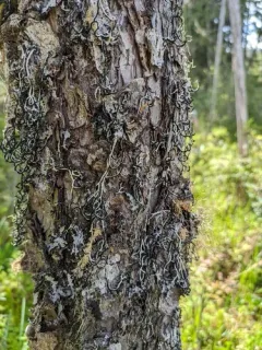 Ticker-tape Lichen thumbnail 2