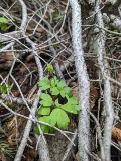 Moschatel thumbnail 4