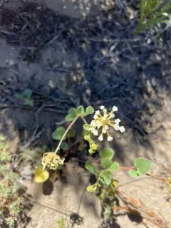 transmontane sand-verbena thumbnail 2
