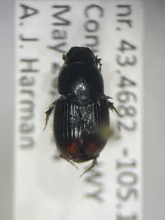 Otophorus haemorrhoidalis thumbnail 3