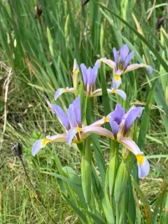 Iris halophila thumbnail 2
