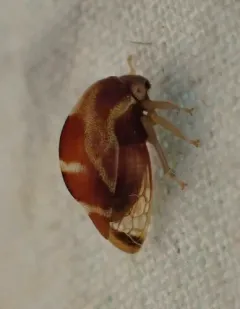 Cyrtolobus discoidalis thumbnail 3