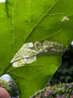 Pegomya setaria thumbnail 2