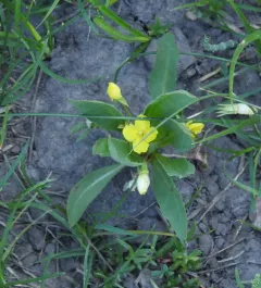 diffuseflower evening primrose thumbnail 4