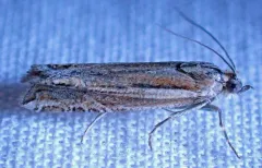 Eucosma dorsiatomana thumbnail 2