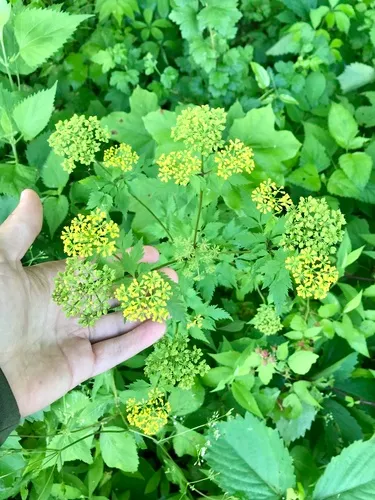 Hairy-jointed Meadow-parsnip