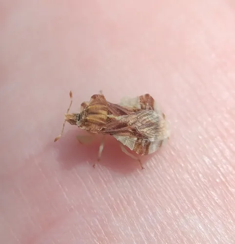 Phymata fasciata