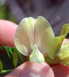 Large yellow vetch thumbnail 1
