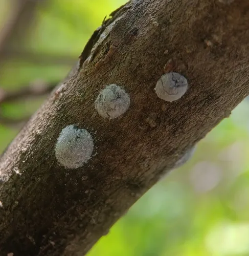 Magnolia scale
