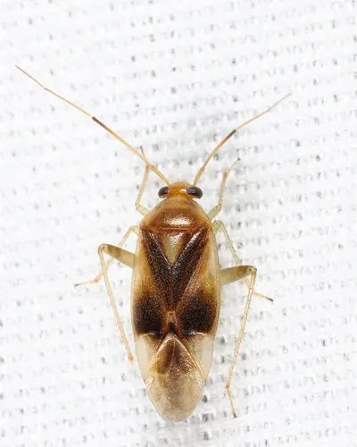 Neolygus omnivagus
