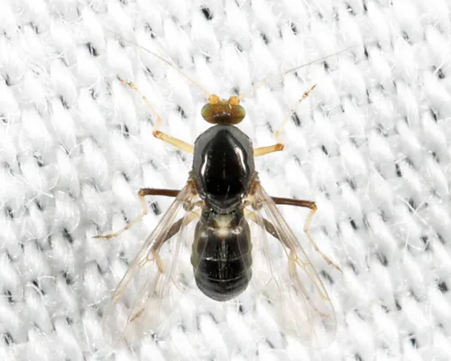 Stilobezzia antennalis