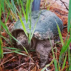 Common Snapping Turtle thumbnail 3