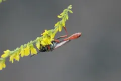 Abert's Thread-waisted Wasp thumbnail 1