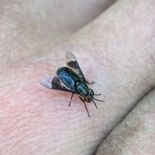 Black Deer Fly