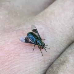 Black Deer Fly thumbnail 1