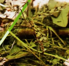 Tipula trivittata thumbnail 3