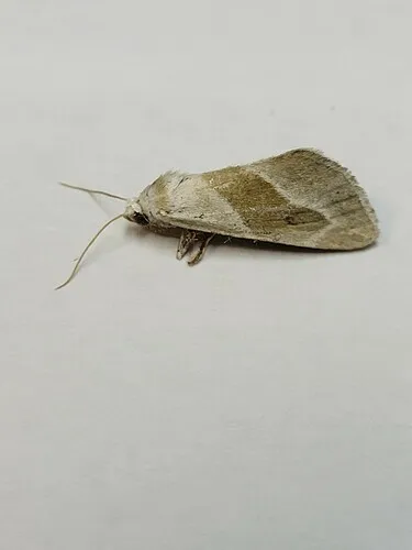 Plagiomimicus yakama