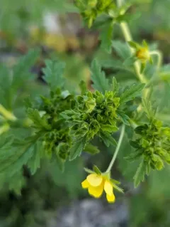 Intermediate Cinquefoil thumbnail 2