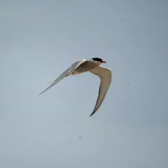 Arctic Tern thumbnail 4