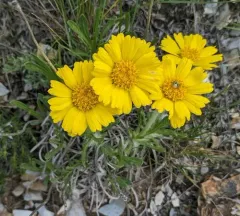 Stemless Four-nerved Daisy thumbnail 4