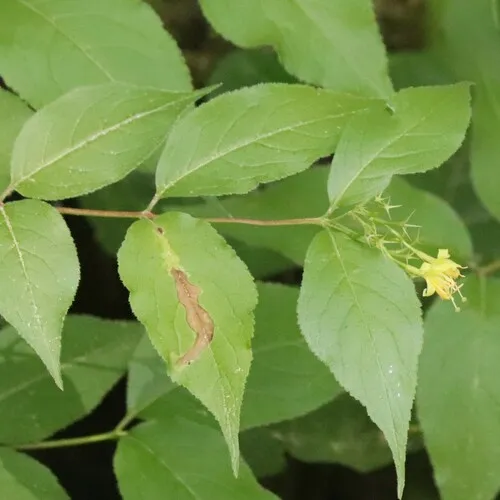 Phytomyza tarnwoodensis
