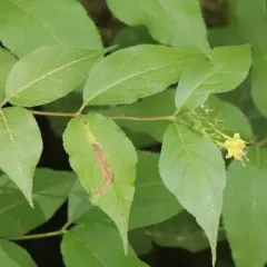 Phytomyza tarnwoodensis thumbnail 1